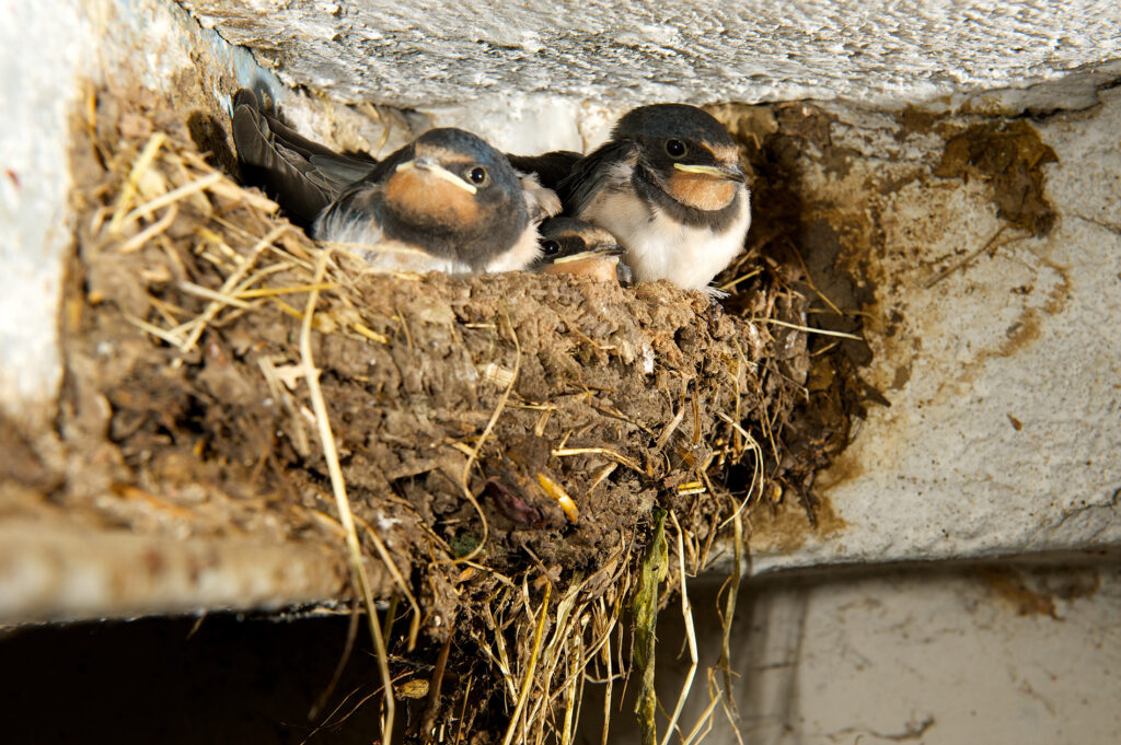 Zwei Rauchschwalben sitzen in ihrem Nest in einer Raumecke