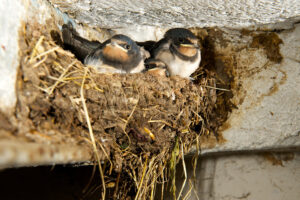 Zwei Rauchschwalben sitzen in ihrem Nest in einer Raumecke